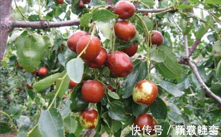 水果|农村院子栽6种树,寓意美好又旺宅,还能吃新鲜水果