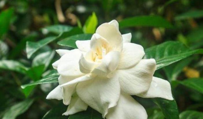家里养这几款植物,给点水就长得好,招财进宝、财源滚滚