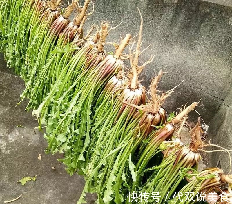 寒性|自己“晒干”的蒲公英，能当茶泡水喝吗有什么“禁忌”吗