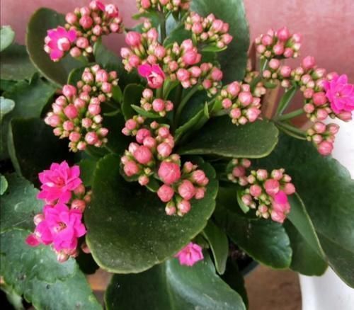 蟹爪兰|3种花很便宜,十元买一盆,开花漂亮又好养