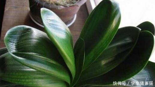 植株|入秋如何给君子兰强根偷学3点技巧,换盆后蹭蹭窜新叶!