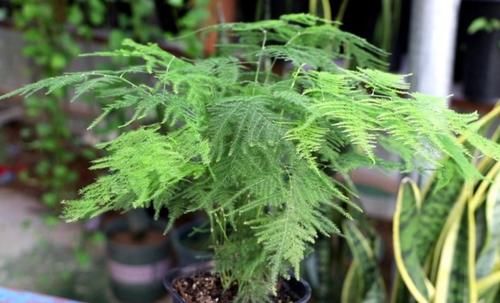 春天太干燥,养3种植物环境要湿润,不然叶子容易干焦