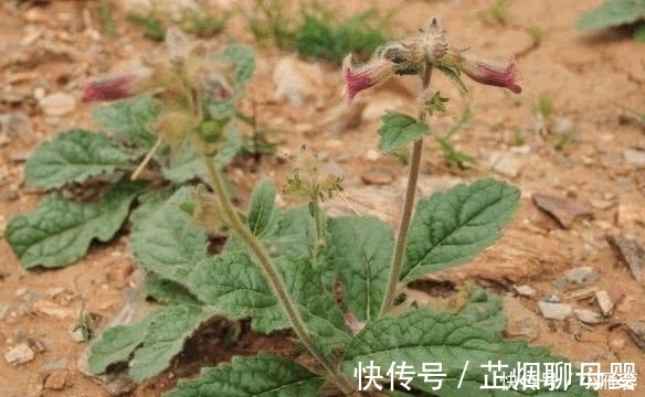 生长在农村路边的一种野草 被称为是 补益药 知道是啥野草吗 快资讯 生长在农村路边的一种野草 被称为是 补益药 知道是啥野草吗 快资讯
