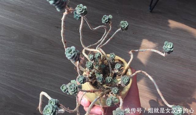 阳台的多肉怎么养才漂亮7个细节做到了，效果就是不一样！