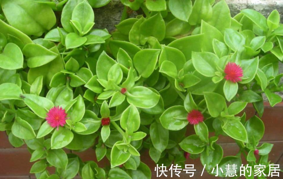 秋天养花选“三七”正合适,新人盆栽,给点水根茎叶长疯了