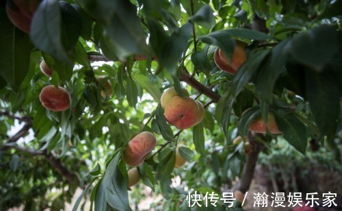 黄河&八旬夫妇住蟠桃园里,黄河就从眼前过,蟠桃熟时喊路人随便摘着吃