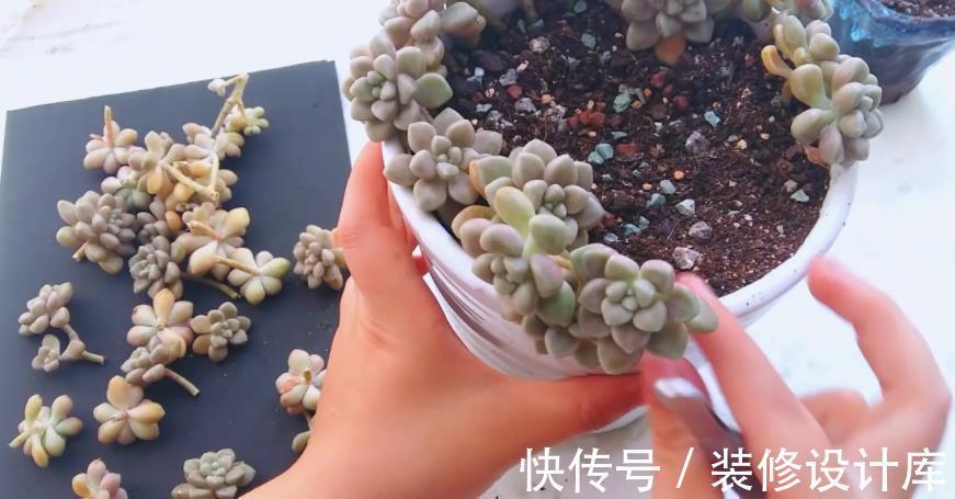 谨记|立秋前后,给多肉换盆,请谨记正确操作!