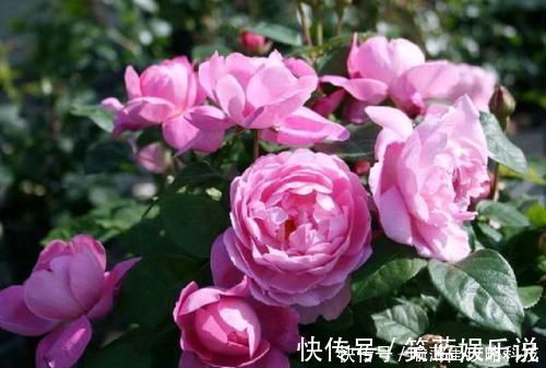 玛丽玫瑰|此花被称世界名花，漂亮不输牡丹，四季有花赏，是家庭盆栽佳品