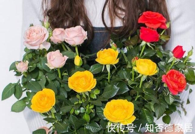 死翘翘|5种“降价花”,九月不要买,买了养不好,白白浪费钱