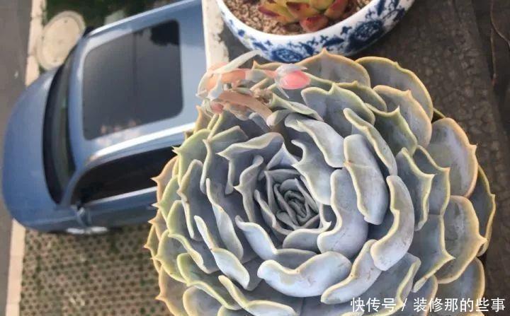 挑状态最丑价格最低的买,再丑的多肉都能养漂亮