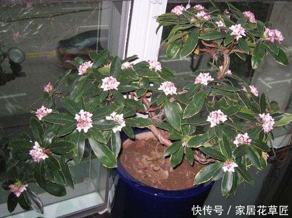 花草|房间有异味,不必买芳香剂了,只要养上3种花,房间变得花香四溢