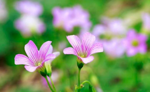 适合懒人种植的6种易爆盆花卉，一定要养一盆，简单爆成大花球