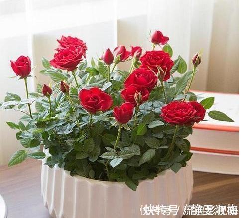 大忌|家中养花不要瞎眼！这6种花旺财又养人，而这2种花是大忌！