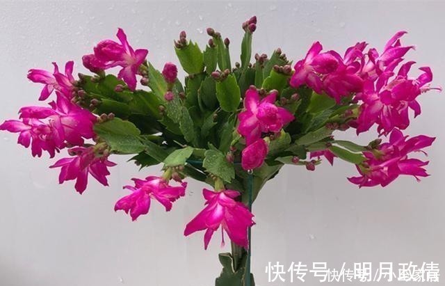 养花|养君子兰、兰花和蟹爪兰不用别肥，就用两种，实实在在的好