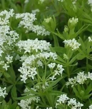 10种出彩的庭院地被花儿，最适合的才是最好的