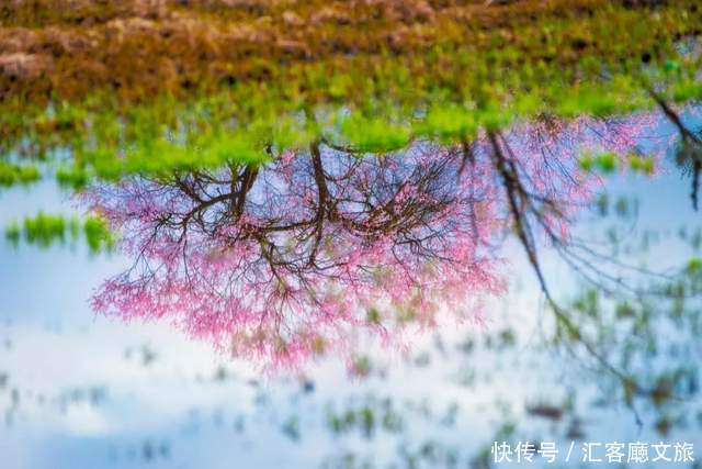 看遍国内花海，唯独林芝桃花、金川梨花，这个3月不容错过！