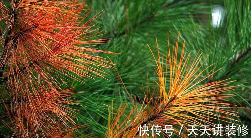 草木灰|秋天能收集到的“养花宝”,这4种一样都不能错过