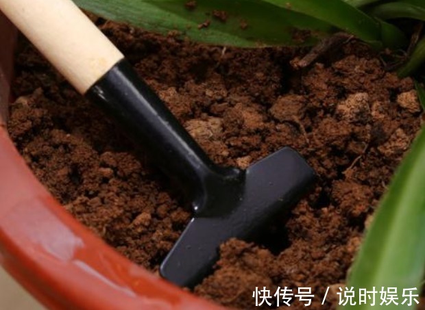 栽种多肉的方法，只要注意几点，保准越长越旺！