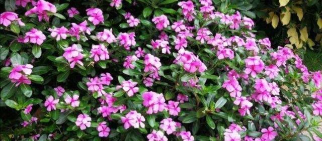 花期|4种普通的花草,适合庭院种植,播种一次,年年都能开花