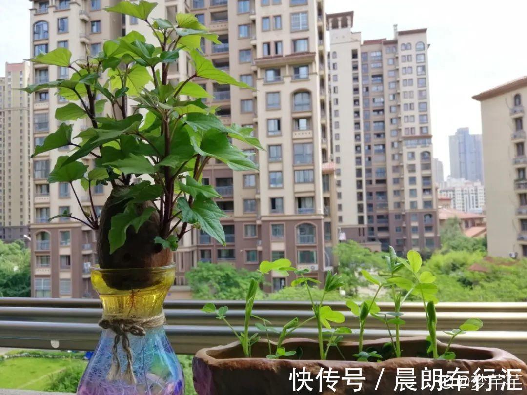 绿萝可以扔了,养盆“格调”花,颜值高还有气质