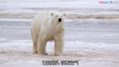 史上最「硬核」纪录片，比贝爷还拼，比《徒手攀岩》还猛
