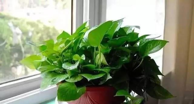 这5种花以后不要买了,很多人被坑了还不知道!