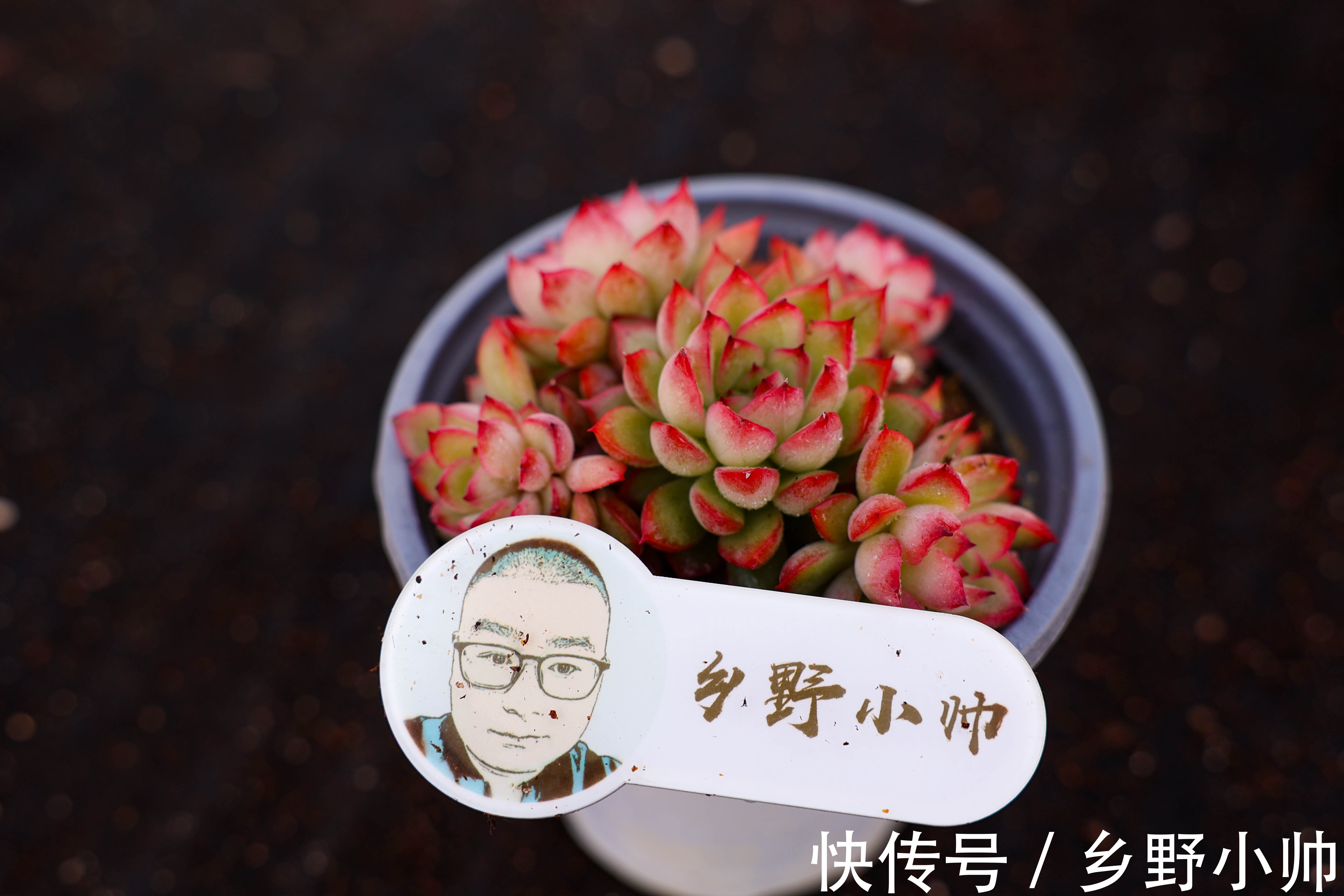 多肉叶片干瘪都是什么原因?从5点下手养护,收获冬季美肉