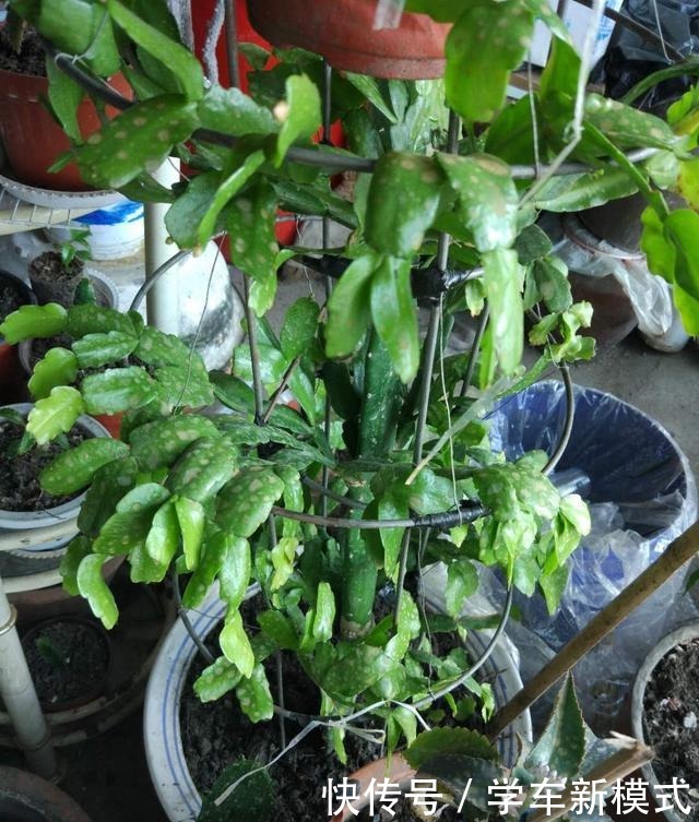 仙人掌嫁接蟹爪兰，先长“壮汉身”，再长蟹爪兰，避免被“吸干”！