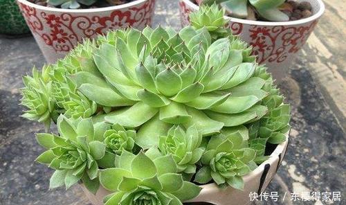 3种普货多肉,号称“爆盆小能手”,冬天冻一冻,养成群生肉墩子