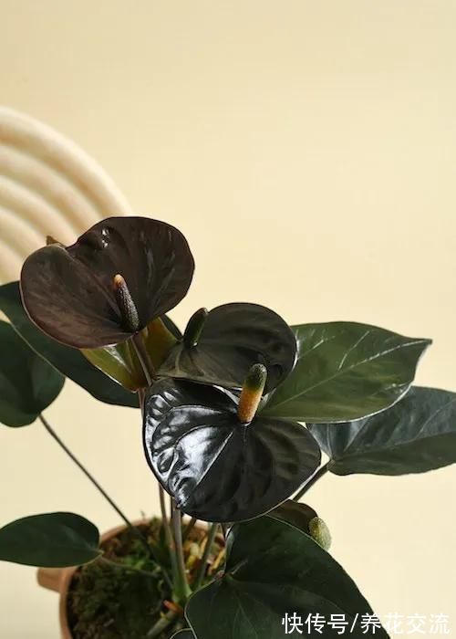 很适合在春节前后入手的5种盆栽开花植物