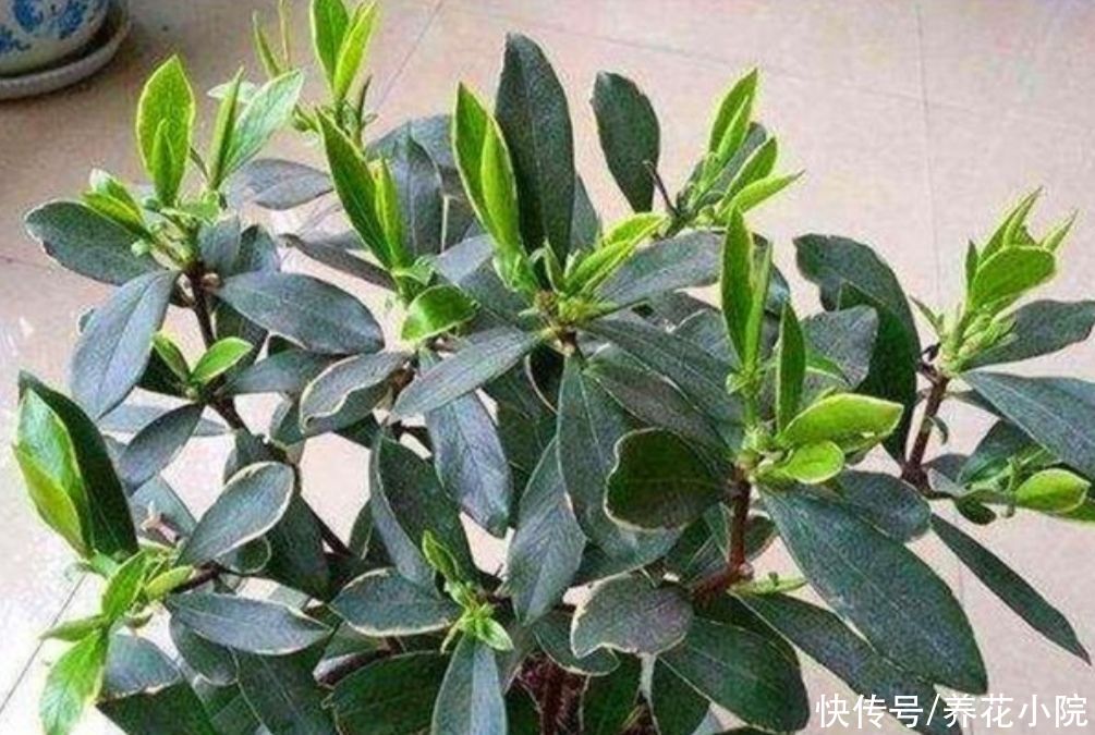 种花|夏天别买6种花，天热就休眠，太不好养