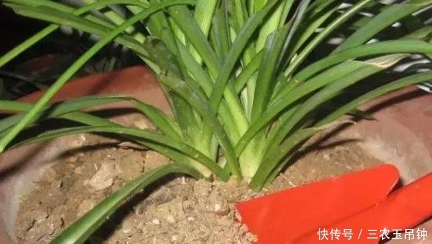 木糠|花盆土壤板结硬化怎么办? 无需换土, 轻松解决小技巧分享!
