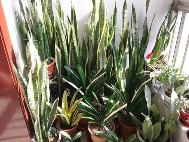 6种“懒人花”可真皮实,一个月不浇水,太阳越晒,开花越泼辣