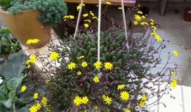 多肉中开花最迷人的4个品种,小米星精致淡雅,佛珠仙气飘逸!