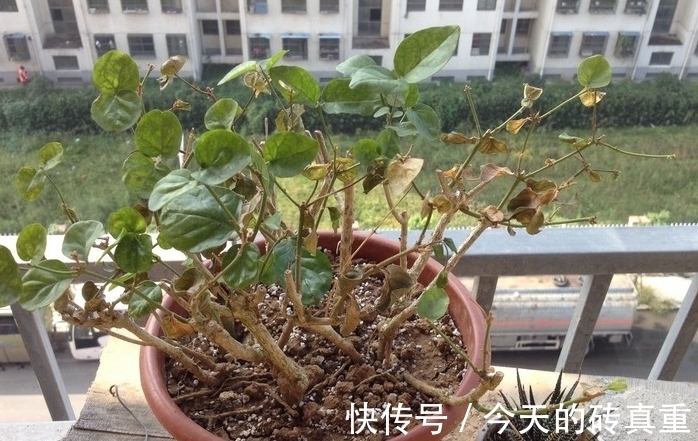 茉莉花黄叶怎么办，找准原因简单一步，叶片绿油油