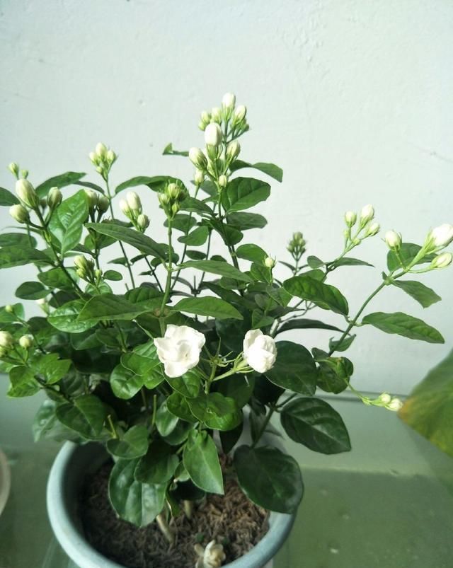 茉莉花|茉莉开花少?赶紧做1点,花朵挂满树,小白花又多又美!