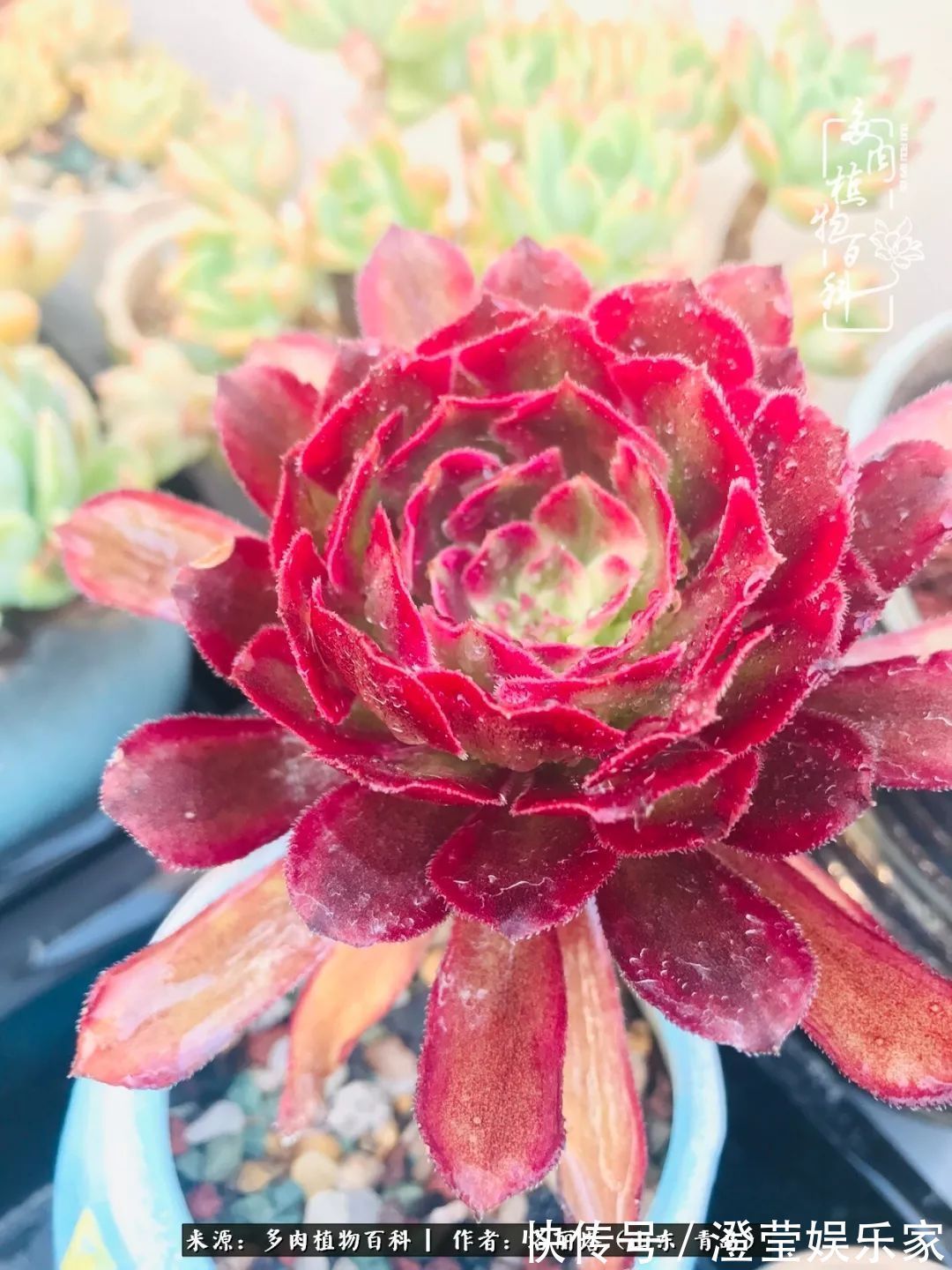 吉娃娃|我和我的“多肉恋人”,怎么样有没有惊艳到你!