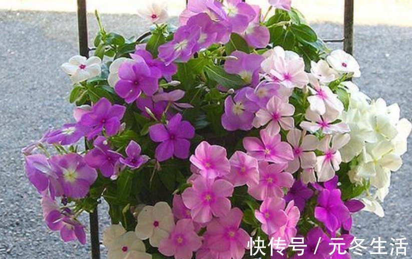 种花|超爱开花的5种花,一年四季开花不断,好养又漂亮,养100盆也不多