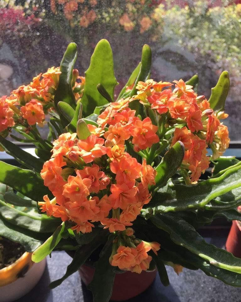 阳台室内都可养的“3种盆栽”,虽普通却皮实好养,清新又美观