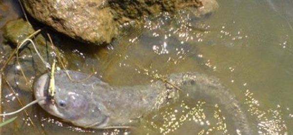 手竿钓鲶鱼,这种钓法才够狠,不愁不上鱼,渔获轻松翻几倍