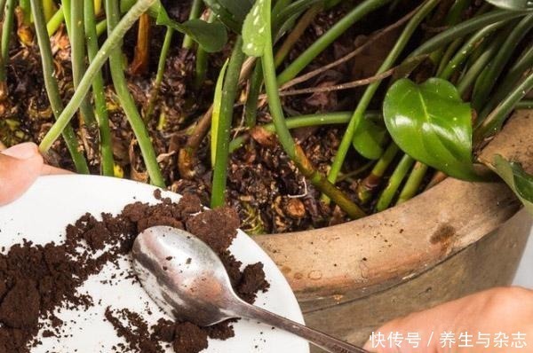 面包|养花土“硬邦邦”别担心，学会这“4招”，土壤松软像“面包”！