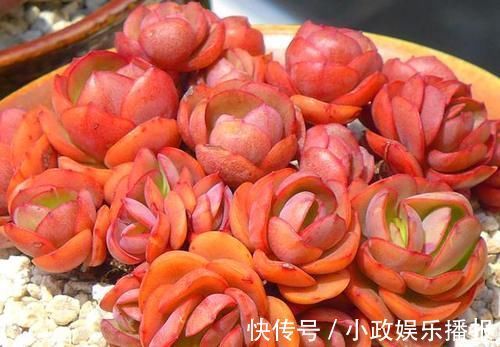 君子|多肉中的“四君子”，圆了花友的“梅兰竹菊”梦，值得收藏