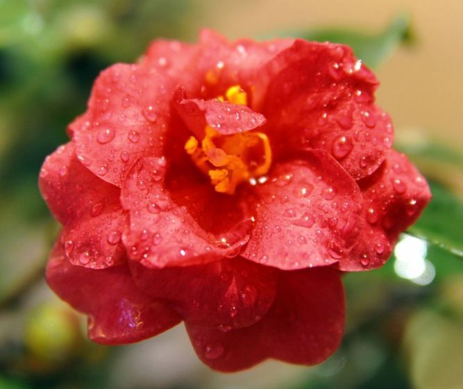 4种花现在养刚刚好，开花很漂亮，夏季也能疯长不停