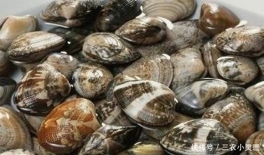 把沙子吐|想要吃美味的花蛤, 去沙得干净, 一颗铁钉就能够让花蛤乖乖吐沙