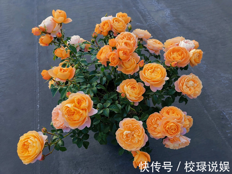 长寿花|八种花期超长的植物,个个花期半年以上,观赏价值高,室内也能养