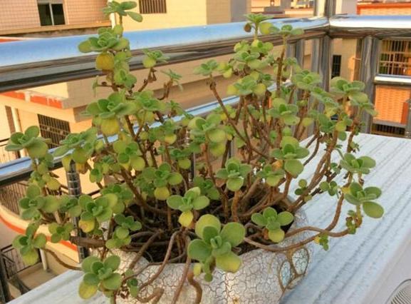 盆栽|花友自封手残党,感慨无法养好花盆栽这5款十天半个月不用管