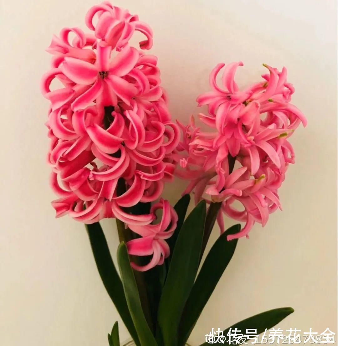 冬天好养的花，皮实不娇气，颜值高上档次，咋养都开花