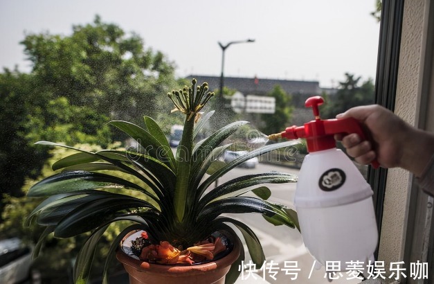 叶子|君子兰有3个症状,及时处理,否则花期不开花