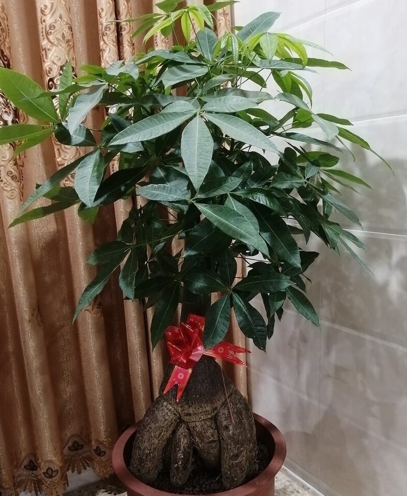 “客厅见叶，家大业大”，8种盆栽任选一种，高雅“贵气”寓意好