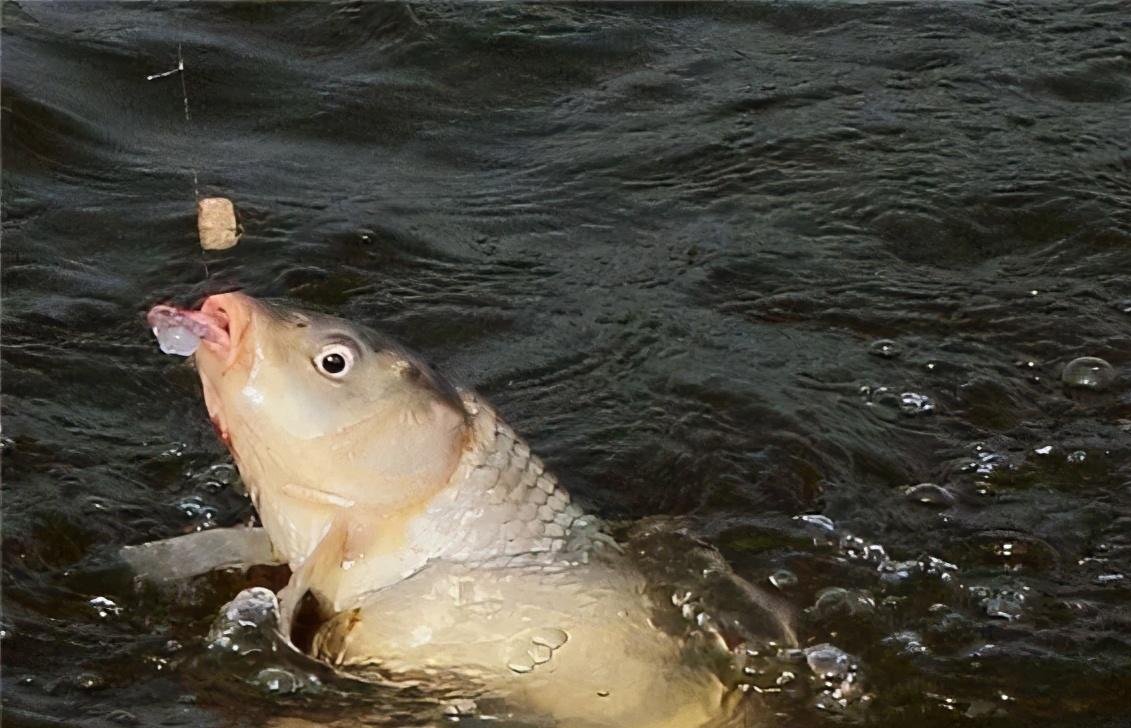 如何搓饵可以帮你钓鲫满满？小小搓饵，有大大的学问